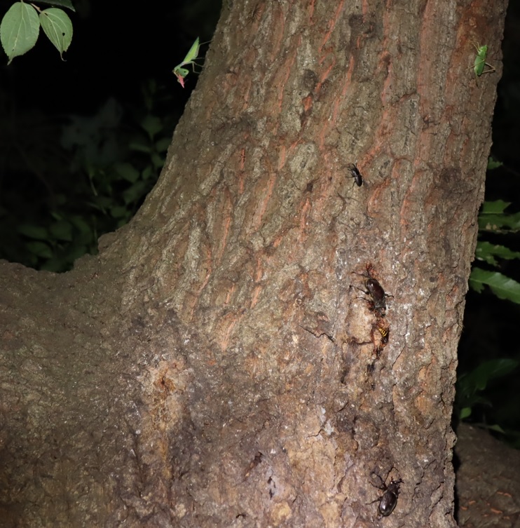 団地前のクヌギ_正面ｰ目線より50cm上 カブトムシ、コクワガタ、ヤブキリ、ハラビロカマキリ 2021年8月9日 19時30分頃 気温29度